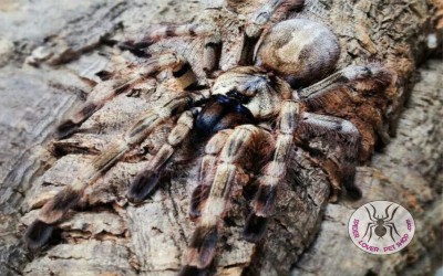 poecilotheria formosa sling tarantula