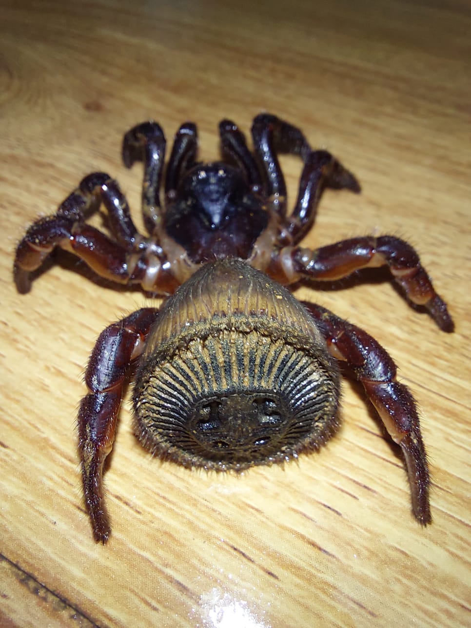 Cyclocosmia Sp Latusicosta Spider (Trap Door Spider) | Spider Lover Pet ...