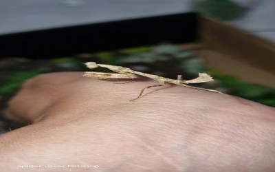 Euchomenella mantis / giraffe mantis / mantis jerapah