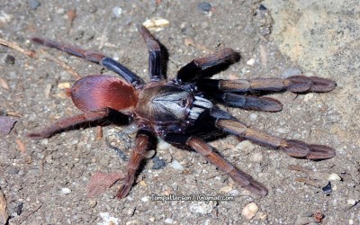 Thrigmopoeinae sp. "Kali" (Cilantica sp. Kali) 