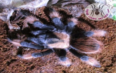 Brachypelma Emilia Female Tarantula 4-5 cm