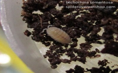 springtail dan isopoda trichorhina tomentosa 30 gram