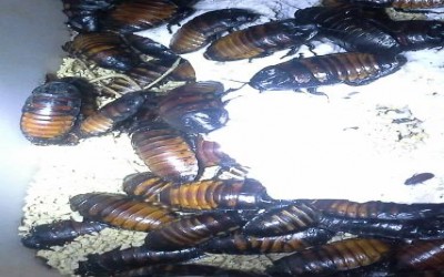 MadagaScar roach / kecoak