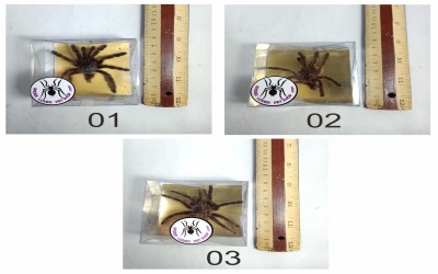 Kulit Tarantula 25000