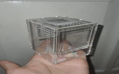 akrilik arboreal 5 x 6 x 8 cm untuk sling avicularia / tapinauchenius